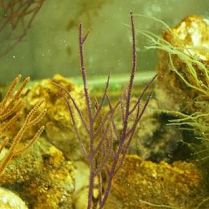 Pseudopterogorgia sp2