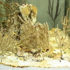 Pterogorgia citrina 2