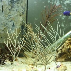 Pseudopterogorgia sp.   Yellow variety 2