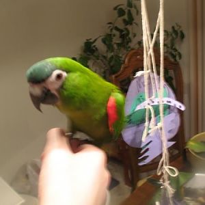 Hahn's Macaw...Panda