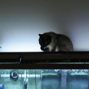 Found the cat swatting at the clowns when they got close enough...the cat likes saltwater, too....