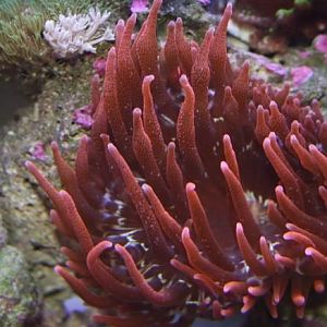 Rose Bubble Tip Anemone