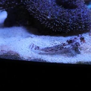 lobo and red scooter