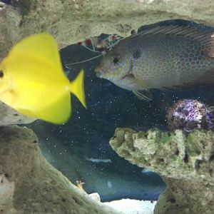 yellow tang , blottched rabbit fish