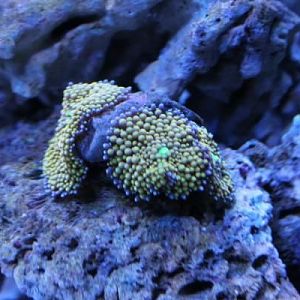 Yellow RICORDEA with Blue skirt