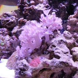 Spliting pulsing xenia