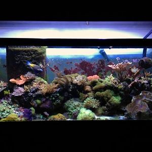 75 Gallon Reef -2012