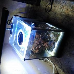 2 gallon fluval spec