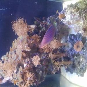 2 gallon fluval spec