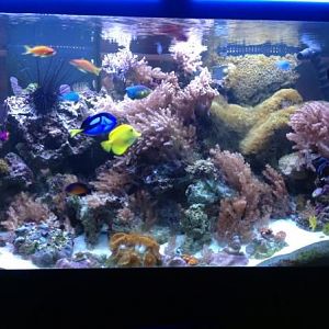 Always wanted to upload a picture of my tank....so here it is!