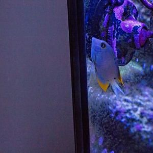 Tomini Yellow Fin Tang.