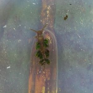 nudibranch