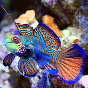 Green Mandarin Fish 2
