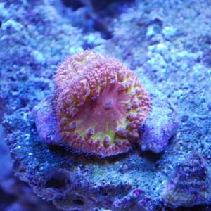 TequilaSunriseBlasto