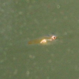 Day old perc larvae.jpg