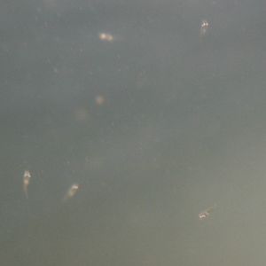 Day old Onyx percs.jpg