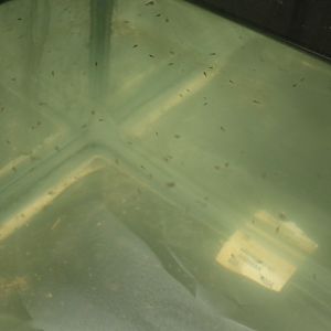 Onyx percs day 1.jpg