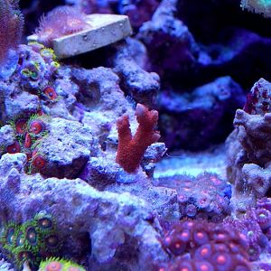 Forest fire Digitata.JPG