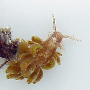 dc_nudibranch.jpg