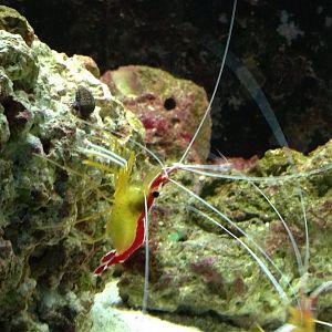 Cleaner shrimp