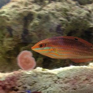 Christmas wrasse