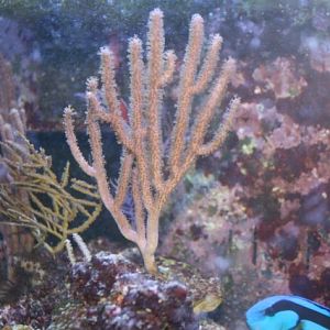 Plexaura flexuosa.jpg