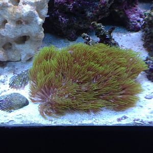 Star polyps