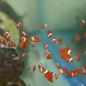 onyx 5 weeks old.jpg