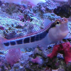 blenny.jpg