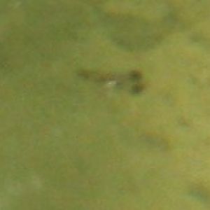 GBM close up day 1.jpg