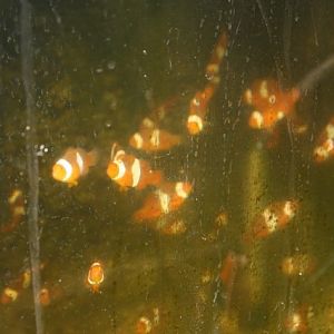 Onyx Percs 5 months.jpg