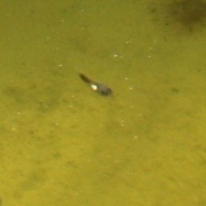 YS Maroons 5 day old.jpg