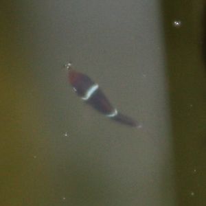 GS Maroon 11 days.jpg