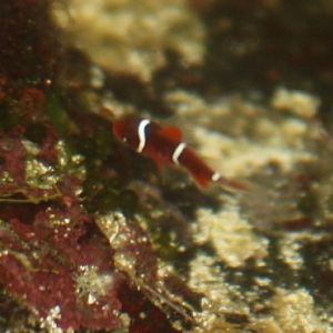 18 day GS maroon.jpg