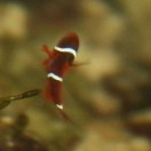 GSM 18 days close up.jpg