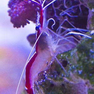 Cleaner Shrimp 1.JPG