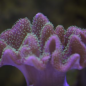 Green Toadstool 1.jpg