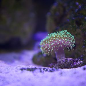 Green Toatstool Frag.jpg