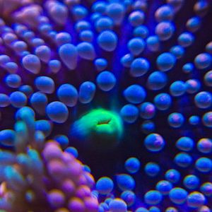 Orange Ricordia 1.JPG