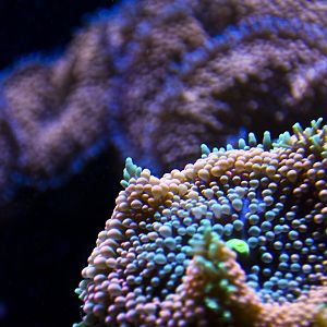 Orange Ricordia 2.jpg