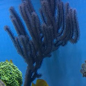 Gorgonian_180.jpg