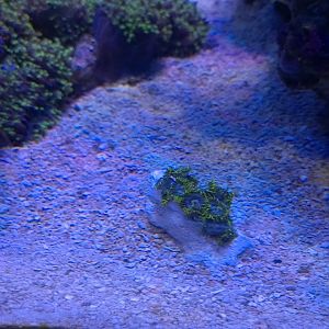 iceblue_zoas_trade.jpg