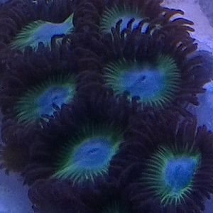15zoas.jpg