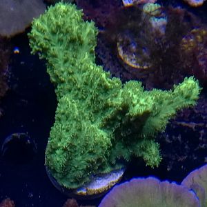 green_hydnophora_frag.jpg