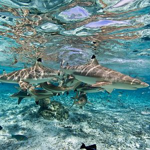 Blacktip Bora Bora 2014.jpg