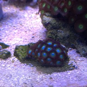 green_blue_zoanthids.jpg