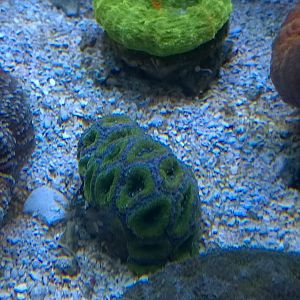 green_purple_acan.jpg