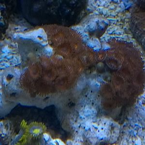 red_zoanthids_C.jpg