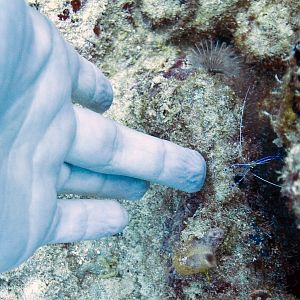 Pederson Cleaning Shrimp on Duty