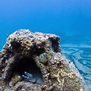 Captain of the Ship, Spotted Eel